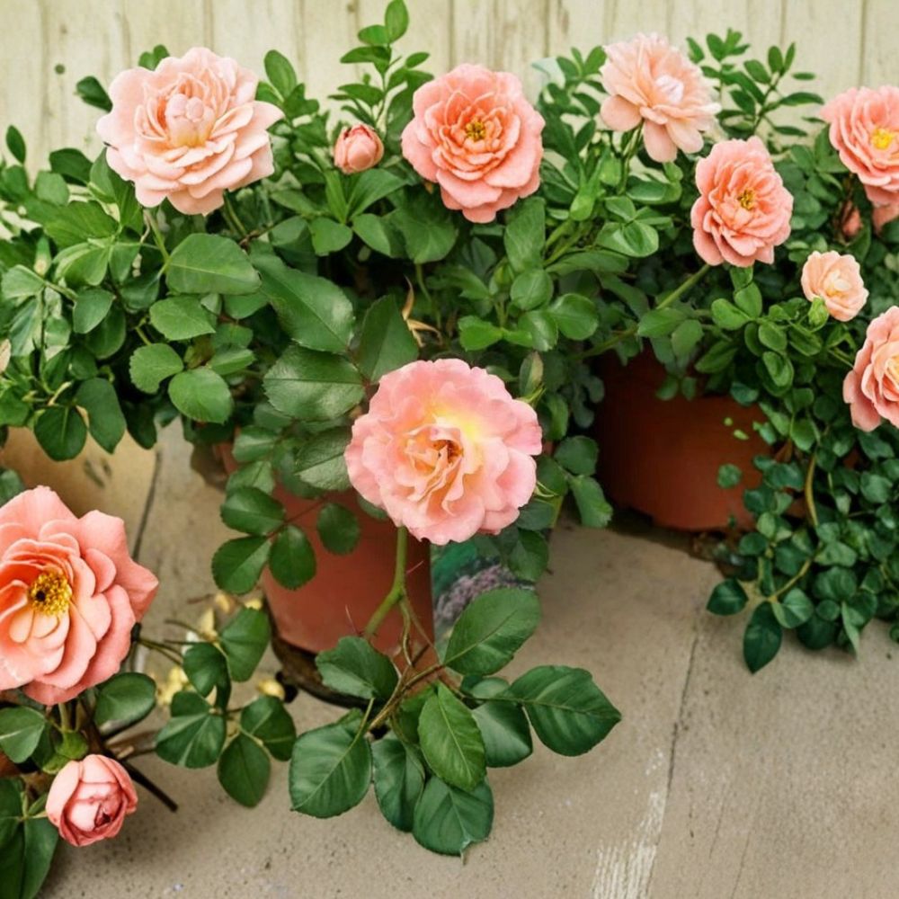 Peach Drift Rose - 5 Gallon Live Groundcover Rose with Peach Blooms