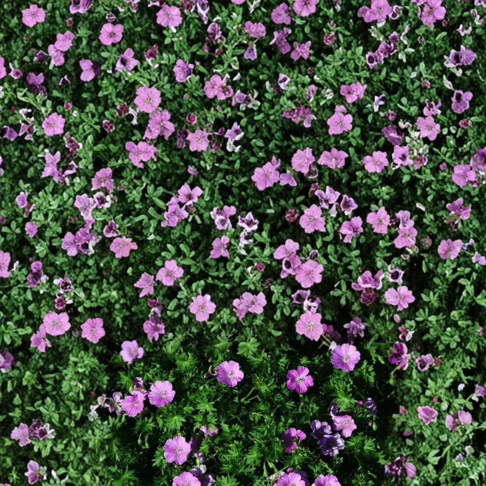 Glenluce Geranium Seeds – 25+ Premium Flower Seeds for Patio & Balcony