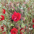 Geranium Brocade Cherry Night Live Plant - Decorative Foliage Pelargonium Plug in 2" Pot