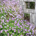 Havana Blues Geranium Seeds – 25+ Hardy Noorthava Flower Seeds for Patio & Containers
