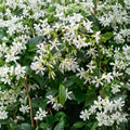 Star Jasmine Plant – Trachelospermum jasminoides Live Vine | 10 Inch Tall in 3 Inch Pot | Fragrant White Flower Climbing Plant