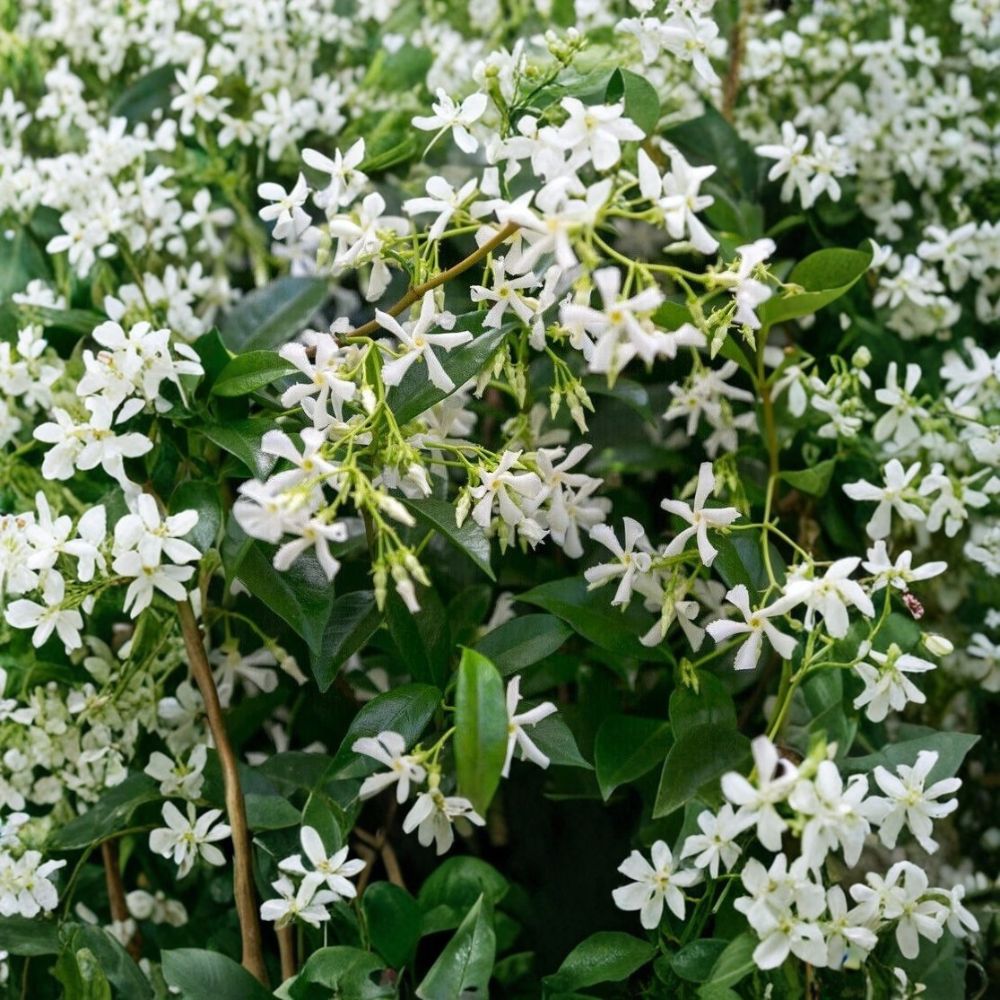 Star Jasmine Plant – Trachelospermum jasminoides Live Vine | 10 Inch Tall in 3 Inch Pot | Fragrant White Flower Climbing Plant