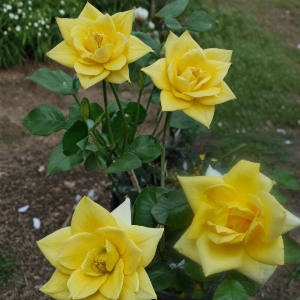 Oregold Grandiflora Rose – 3 Gallon Yellow Flowering Rose Shrub | Rosa Hybrid Live Plant