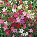 Nicotiana Alata Jasmine Tobacco Seeds Mix | 5,000+ Bulk Flower Seeds | Fragrant Night Blooming