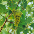 Marquis Seedless White Grape Vine – 2 Gallon Live Vitis vinifera Plant for Backyard Vineyards