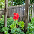 Organic Red Geranium Live Plant in 2 Inch Pot | Bright Red Blooms | Patio & Indoor Friendly