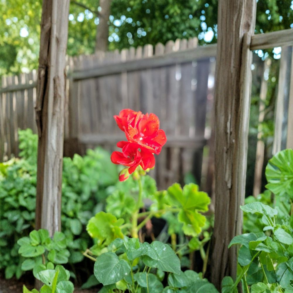 Organic Red Geranium Live Plant in 2 Inch Pot | Bright Red Blooms | Patio & Indoor Friendly