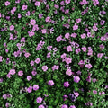 Glenluce Geranium Seeds – 25+ Premium Flower Seeds for Patio & Balcony