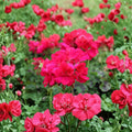Double Bright Pink Geranium Cuttings – 5 Fresh Pelargonium Cuttings with Rooting Hormone
