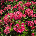 Escallonia ‘Redclaws’ Live Evergreen Shrub with Pink Red Flowers | Hardy Garden Hedge Plant