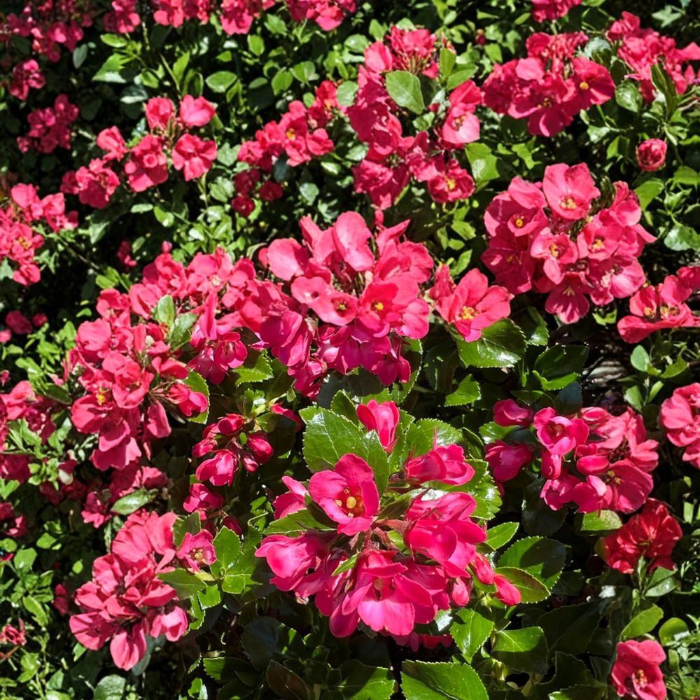 Escallonia ‘Redclaws’ Live Evergreen Shrub with Pink Red Flowers | Hardy Garden Hedge Plant