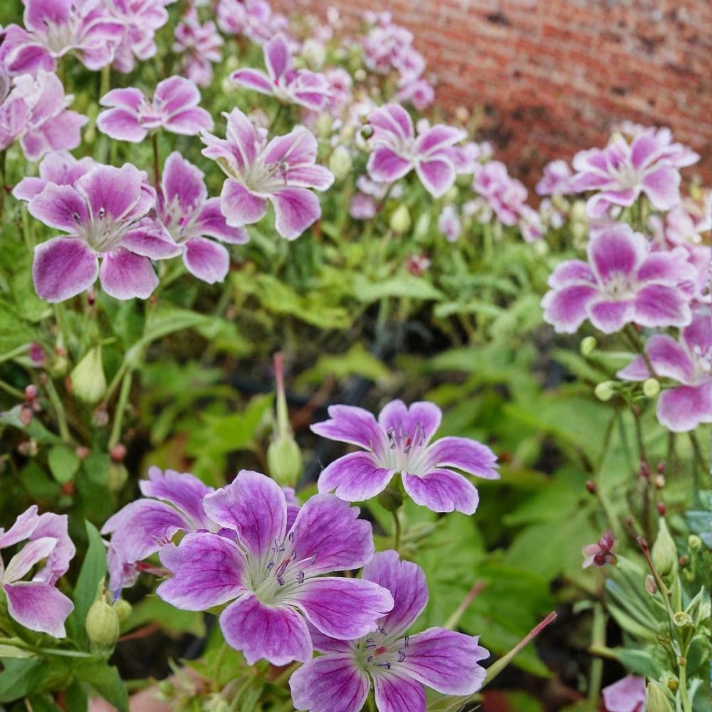 Whiteleaf Geranium Seeds – Pelargonium Flower Seeds | 25+ Seeds | Easy to Grow Patio & Container Plants