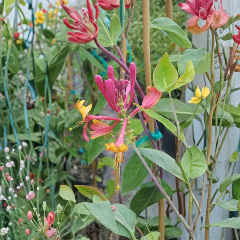 Pink Lemonade Honeysuckle Vine - Lonicera Live Plant 3 Gallon | Fragrant Pink Flowers & Hummingbird Attracting