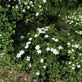Gardenia Seeds – Gardenia jasminoides Cape Jasmine | 10+ Seeds | Fragrant White Flowering Evergreen Shrub
