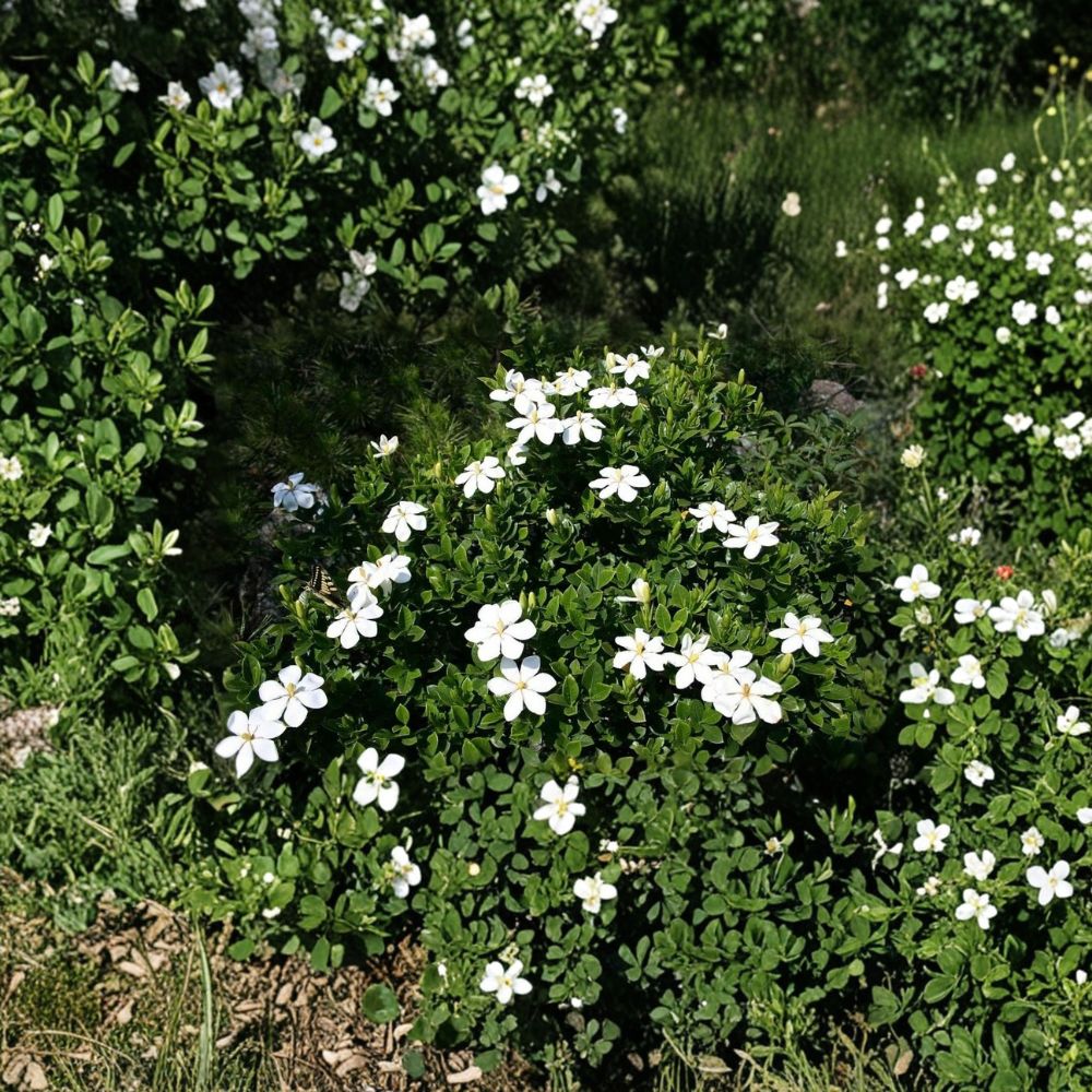 Gardenia Seeds – Gardenia jasminoides Cape Jasmine | 10+ Seeds | Fragrant White Flowering Evergreen Shrub
