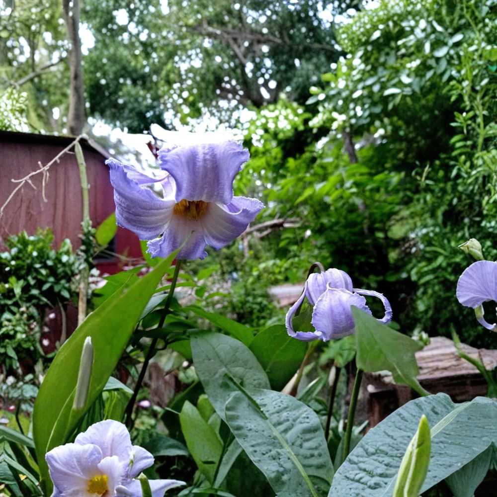 Clematis crispa Blue Jasmine Native Perennial Vine Seeds | 10 Organic Seeds 2025 Harvest