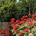 Glitterati Ice Queen Geranium Seeds – 25+ Premium Flower Seeds for Patio & Container Gardens