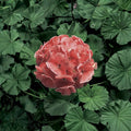 Ringo 2000 Light Salmon Geranium Seeds – 15 Zonal Pelargonium Seeds for Pots & Hanging Baskets