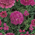 Maverick Pink Geranium Seeds - 100 Pelargonium Flower Seeds for Pots & Gardens