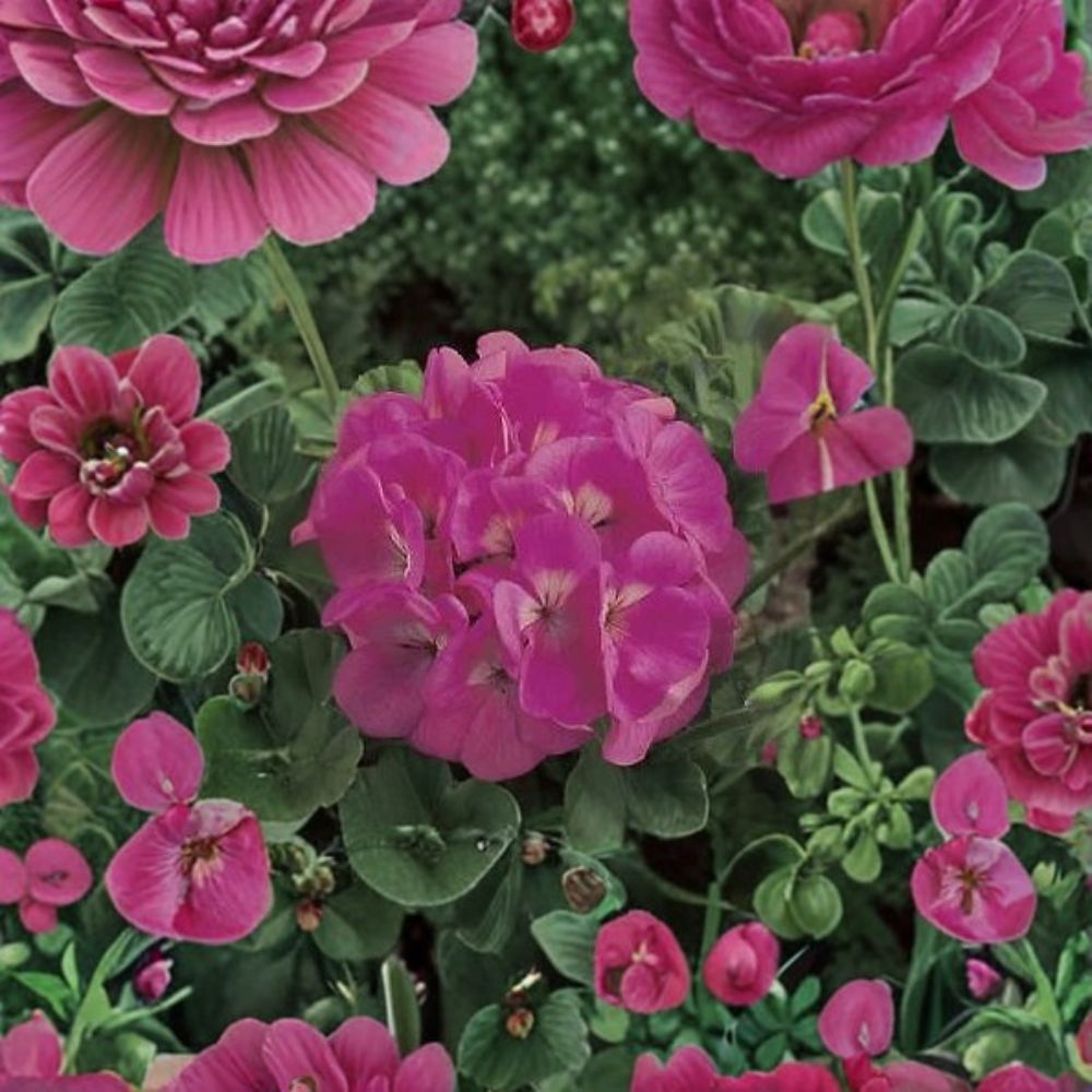 Maverick Pink Geranium Seeds - 100 Pelargonium Flower Seeds for Pots & Gardens