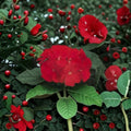 Geranium Ringo 2000 Cardinal Red Pelargonium Seeds | 100 Deep Red Seeds for Containers & Gardens