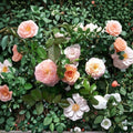 Apricot Drift Rose – Rosa Hybrid Live Shrub | 3 Gallon Disease Resistant Groundcover Rose