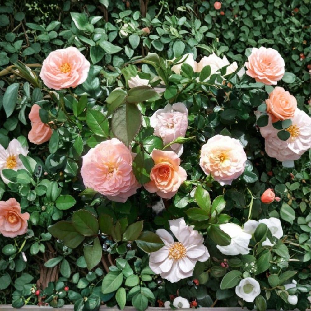 Apricot Drift Rose – Rosa Hybrid Live Shrub | 3 Gallon Disease Resistant Groundcover Rose