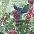 Red Flame Seedless Grape Vine | 1 Gallon Live Plant | Sweet Seedless Red Grapes for Home Garden