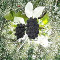 Fujiminori Giant Grape Vine – Japanese Table Grape with Extra Large Sweet Berries