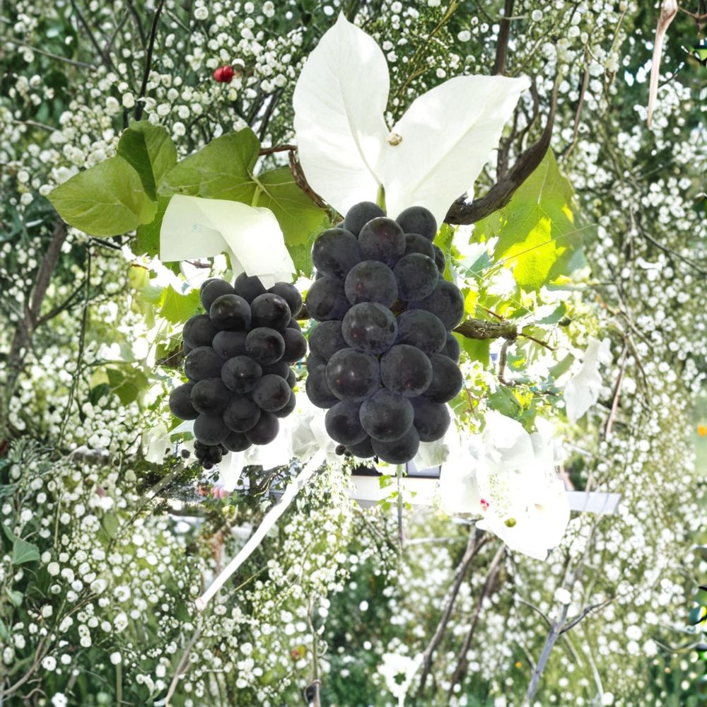 Fujiminori Giant Grape Vine – Japanese Table Grape with Extra Large Sweet Berries