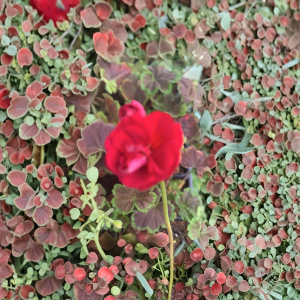 Geranium Brocade Cherry Night Live Plug Plant | Cherry Red Blooms & Dark Foliage | 2 Inch Pot