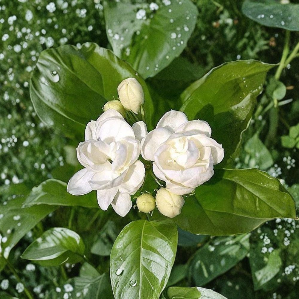 Jasmine Seeds – Jasminum spp. | 25 Seeds | Fragrant White Flowers | Indoor & Outdoor