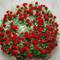 Mountie Red Ivy Geranium Cuttings – 8 Fresh Scarlet Red Pelargonium Cuttings for Rooting