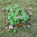 Geranium bohemicum Seeds – Rare Violet Blue Cranesbill Flower | Hardy Pollinator Annual