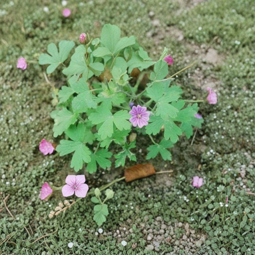 Geranium bohemicum Seeds – Rare Violet Blue Cranesbill Flower | Hardy Pollinator Annual