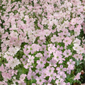 Dreamland Geranium Seeds – 25+ Premium Pelargonium x hortorum Seeds for Vibrant Patio & Container Gardens
