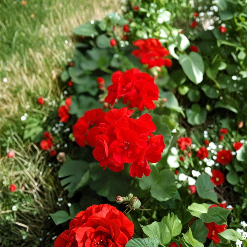 Red Geranium Cuttings – 20 Fresh Pelargonium Cuttings Ready to Root