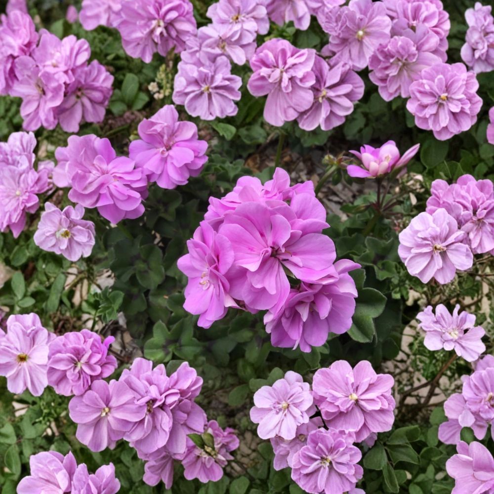 Ivy Geranium Double Bright Pink Cuttings – Pelargonium Peltatum Live Unrooted Plants | 8 Cuttings Included