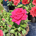 Voluptuous Hybrid Tea Rose – Rosa Hybrid Live Bush Plant | 5 Gallon Deep Pink Bloom
