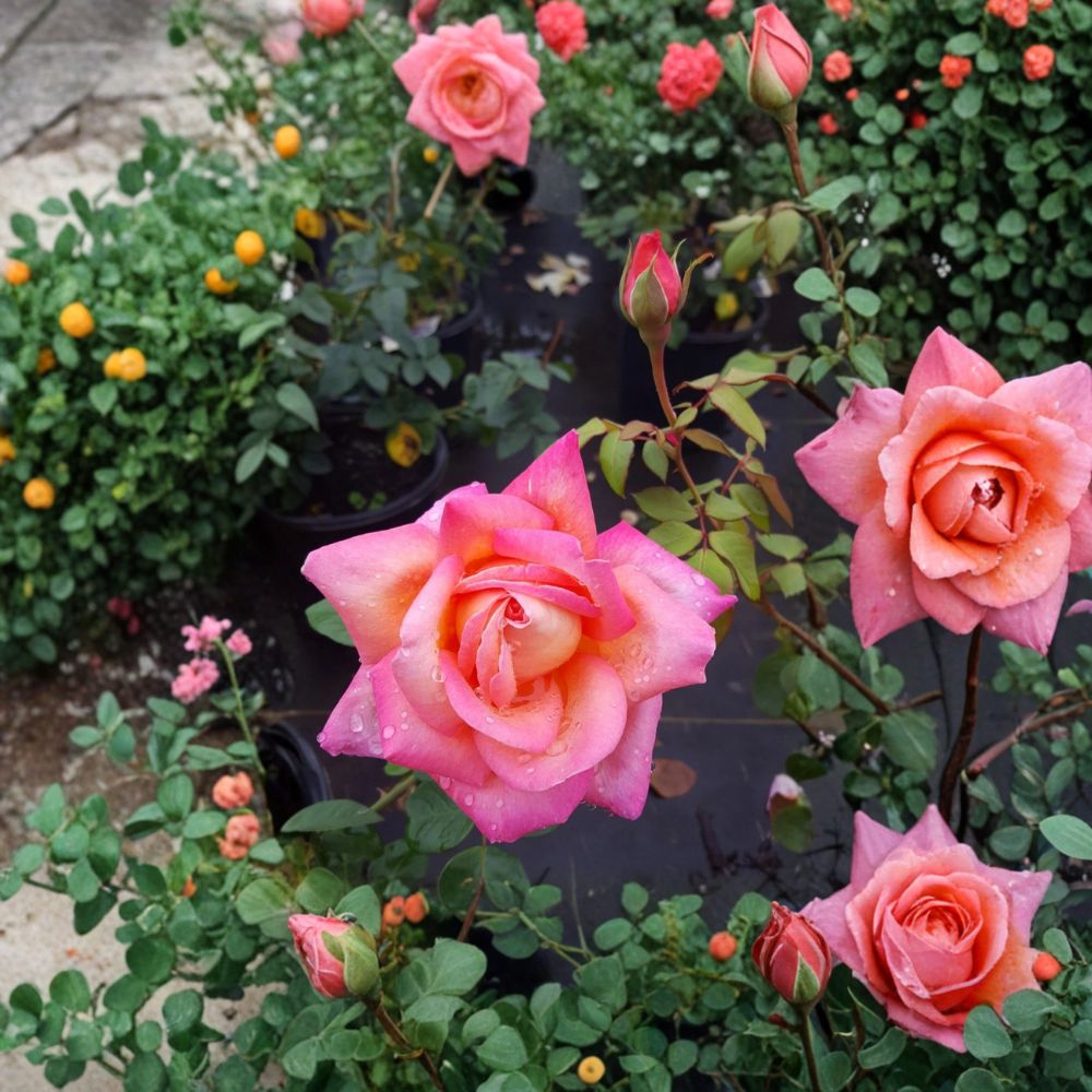 Broadway Hybrid Tea Rose Live Bush Plant | 3 Gallon | Golden Yellow Pink Blooms