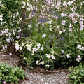 Nicotiana Alata Seeds 1000 - Jasmine Flowering Tobacco Bulk Seeds for Ornamental Gardens