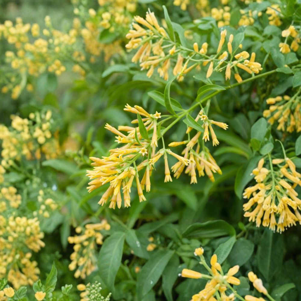 Night Blooming Jasmine Live Plant – Cestrum nocturnum | 25–30 Inches Tall Fragrant Shrub for Outdoor Garden & Patio