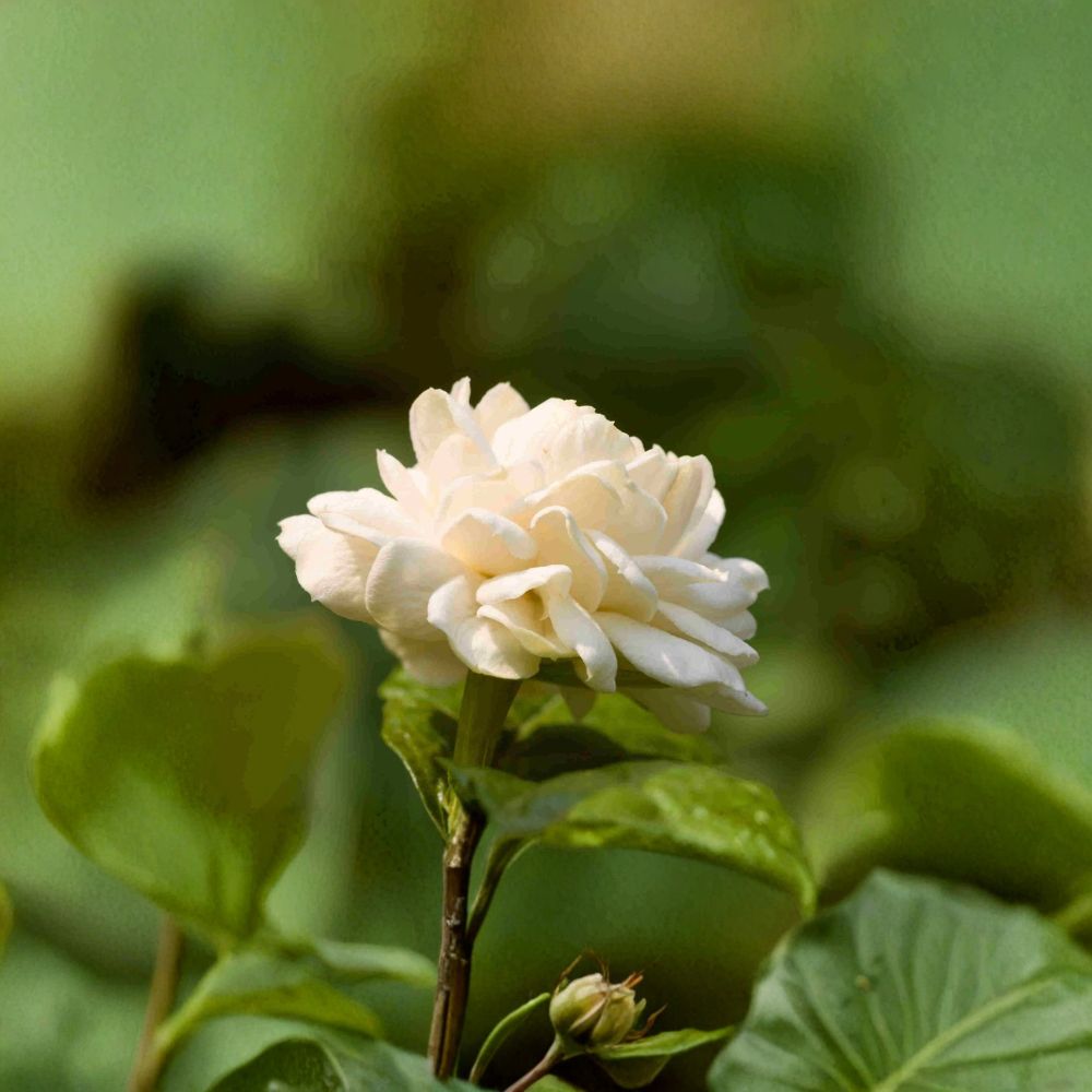 Little Duke Jasmine Plant – Jasminum sambac Live 8–12 Inch in 4-Inch Pot | Cold Tolerant Arabian Jasmine | Fragrant Double Bloom Houseplant