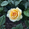 Gold Medal Grandiflora Rose Live Plant | 3 Gallon Yellow Orange Rose Shrub