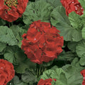Ringo Deep Scarlet Geranium Seeds – 15 Premium Pelargonium × hortorum Seeds for Early Blooming