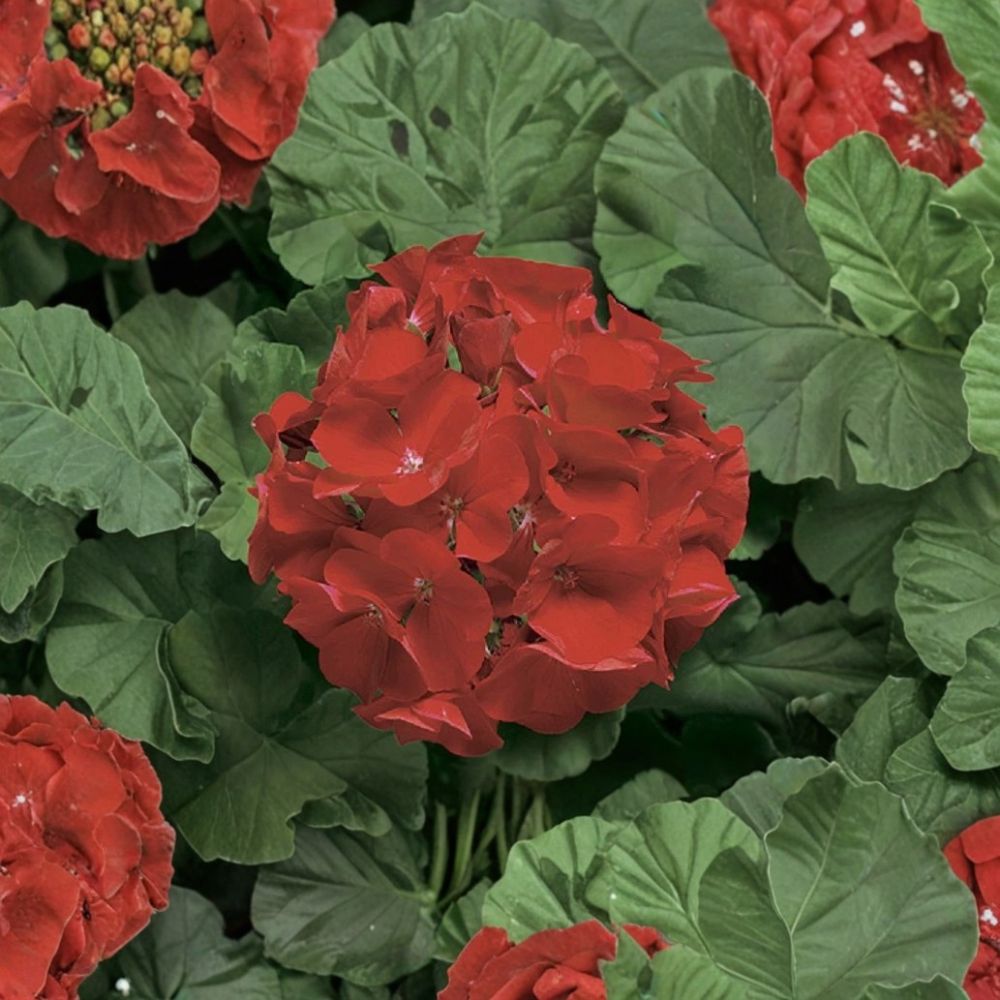 Ringo Deep Scarlet Geranium Seeds – 15 Premium Pelargonium × hortorum Seeds for Early Blooming
