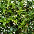 Confederate Star Jasmine Live Plant | Trachelospermum jasminoides | Fragrant Evergreen Vine 4-6 Inches