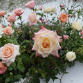 Peace Rose – Rosa Hybrid Tea Live Bush Plant | 2 Gallon Size | Yellow Blend Blooms