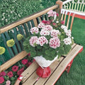 Maverick Star Geranium Seeds – 100 Pelargonium Seeds Blush Pink Zonal Flowers