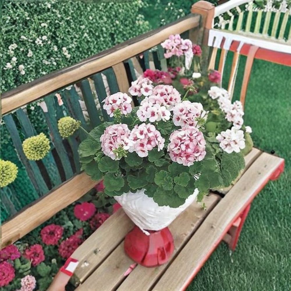 Maverick Star Geranium Seeds – 100 Pelargonium Seeds Blush Pink Zonal Flowers